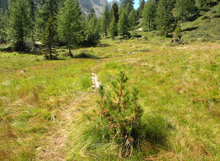 Funghetti tra il muschio